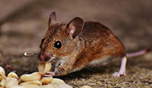 24 Hour & Emergency Exterminators in J P Morgan, CA
